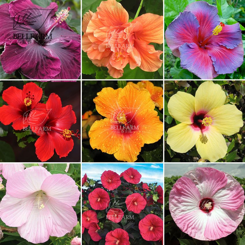 Eddy-Endah Store 20PCS Hibiscus Rosa-sinensis Perennial Flower Seeds Bonsai Big Blooms Red Green B
