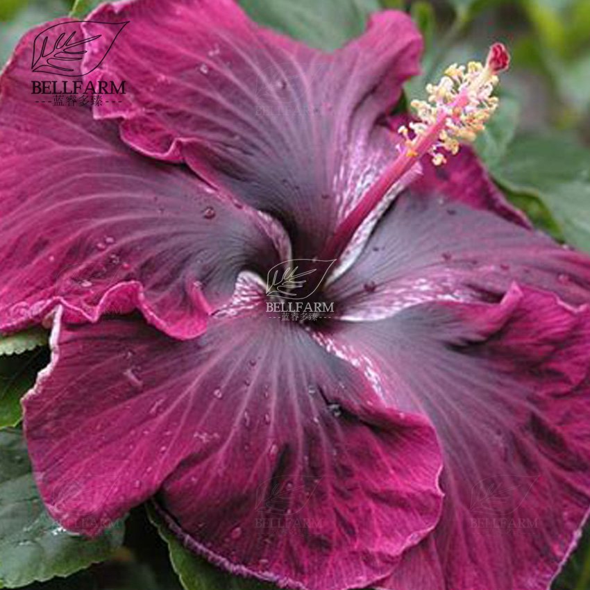 Eddy-Endah Store 20PCS Hibiscus Rosa-sinensis Perennial Flower Seeds Bonsai Big Blooms Red Green B
