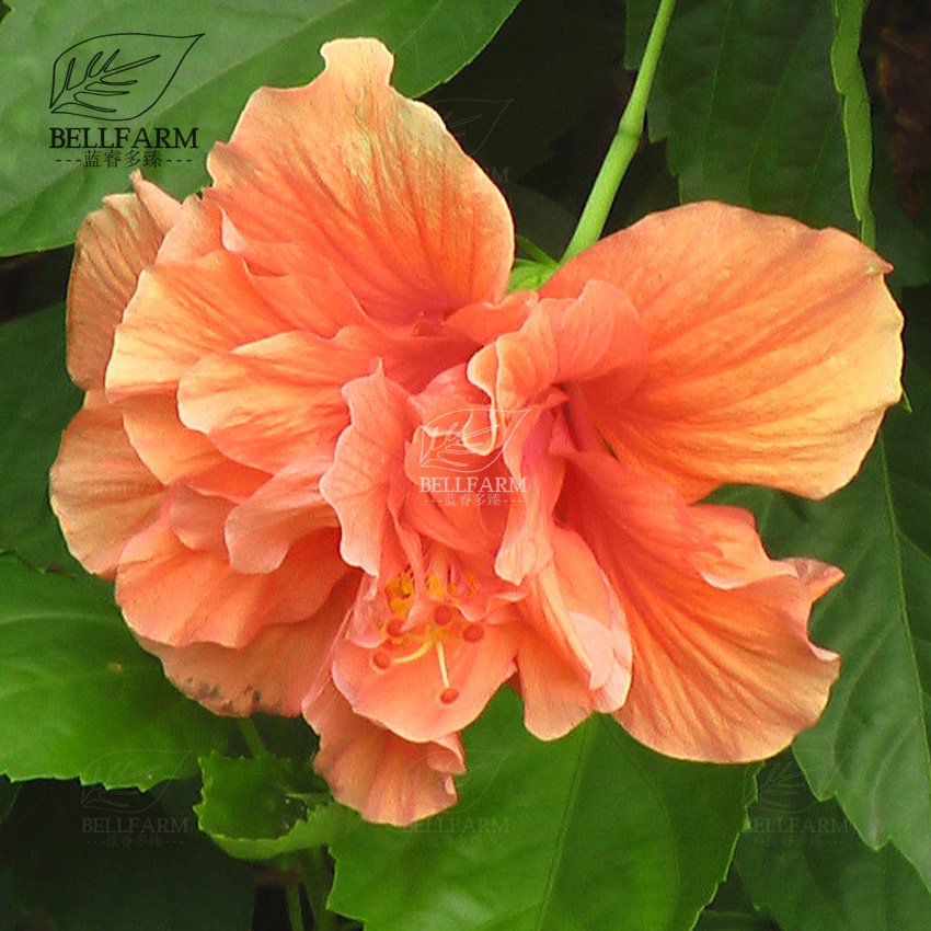 Eddy-Endah Store 20PCS Hibiscus Rosa-sinensis Perennial Flower Seeds Bonsai Big Blooms Red Green B