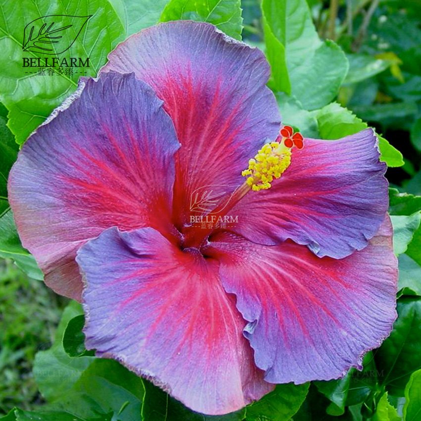 Eddy-Endah Store 20PCS Hibiscus Rosa-sinensis Perennial Flower Seeds Bonsai Big Blooms Red Green B