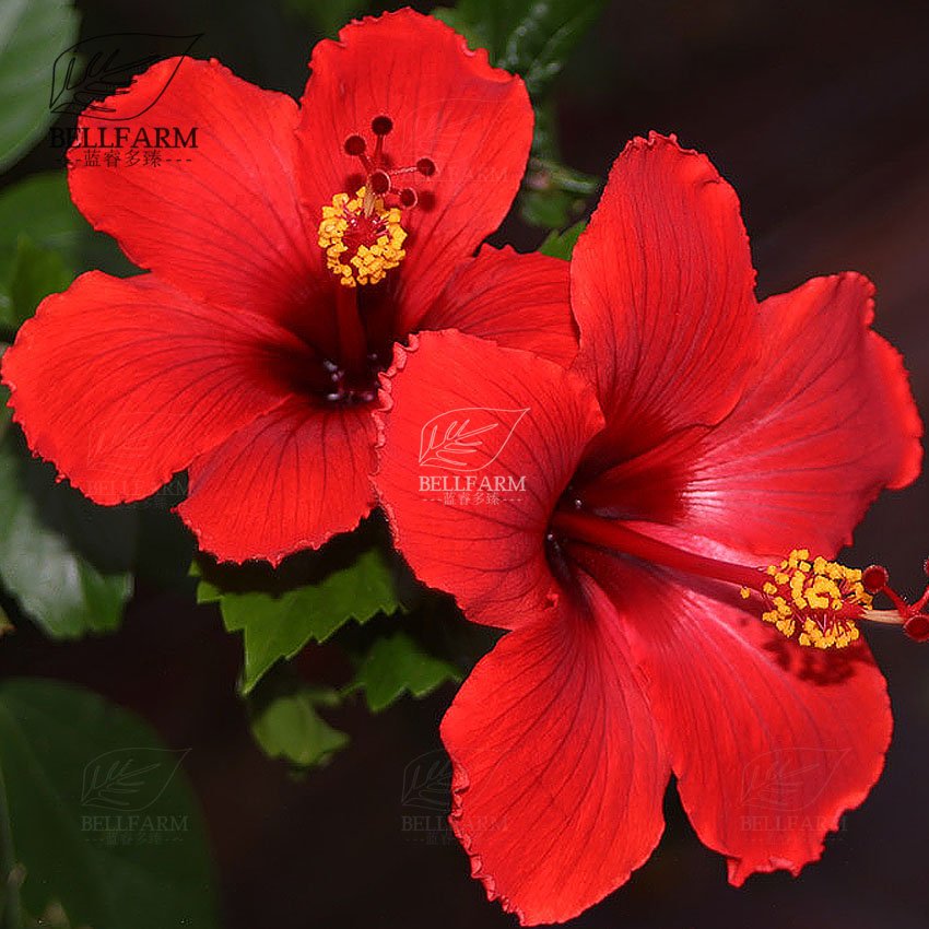 Eddy-Endah Store 20PCS Hibiscus Rosa-sinensis Perennial Flower Seeds Bonsai Big Blooms Red Green B