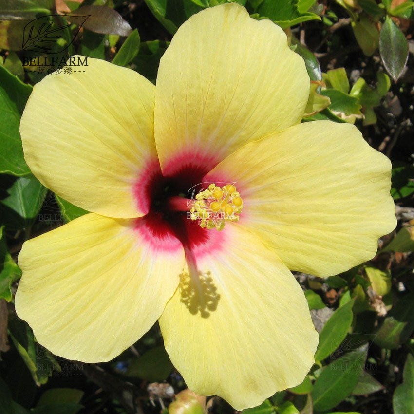 Eddy-Endah Store 20PCS Hibiscus Rosa-sinensis Perennial Flower Seeds Bonsai Big Blooms Red Green B