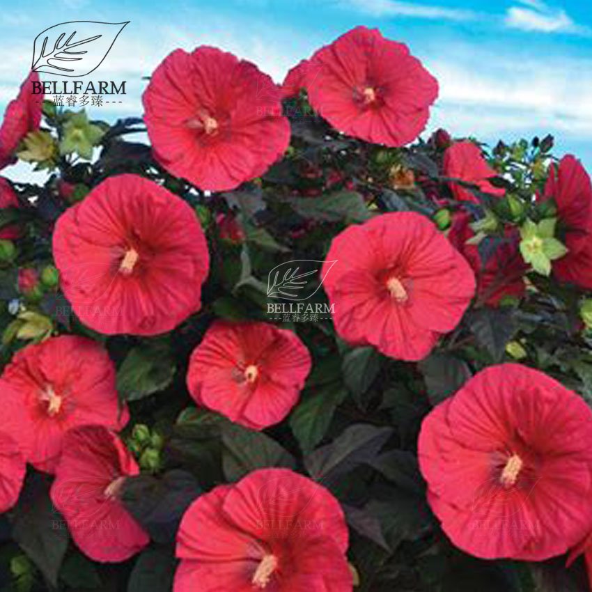 Eddy-Endah Store 20PCS Hibiscus Rosa-sinensis Perennial Flower Seeds Bonsai Big Blooms Red Green B