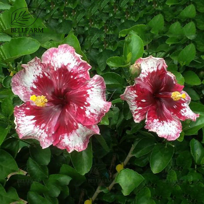 Eddy-Endah Store 20PCS Hibiscus Rosa-sinensis Perennial Flower Seeds Bonsai Big Blooms Red Green B