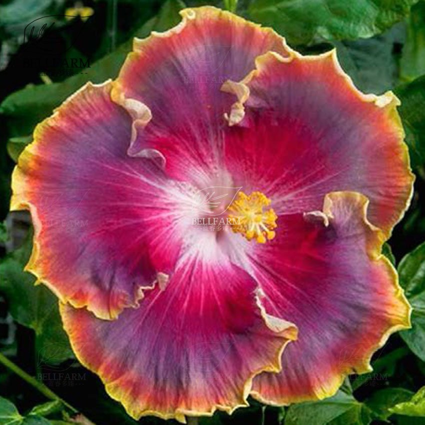 Eddy-Endah Store 20PCS Hibiscus Rosa-sinensis Perennial Flower Seeds Bonsai Big Blooms Red Green B