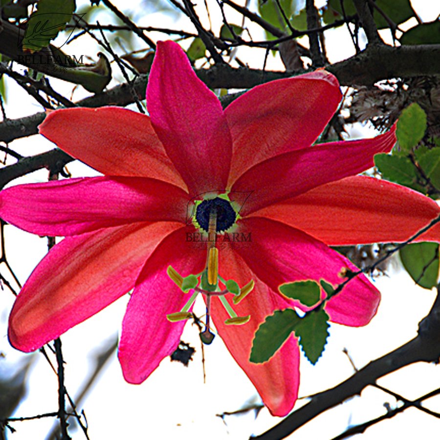 Eddy-Endah Store Mixed 9 Types of Passiflora Flowers Big Hanging Bonsai Flower Seeds 20pcs Interes