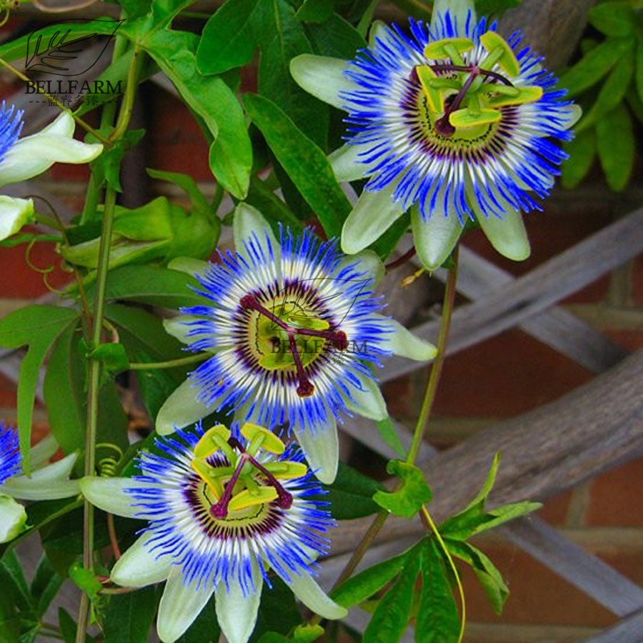 Eddy-Endah Store Mixed 9 Types of Passiflora Flowers Big Hanging Bonsai Flower Seeds 20pcs Interes
