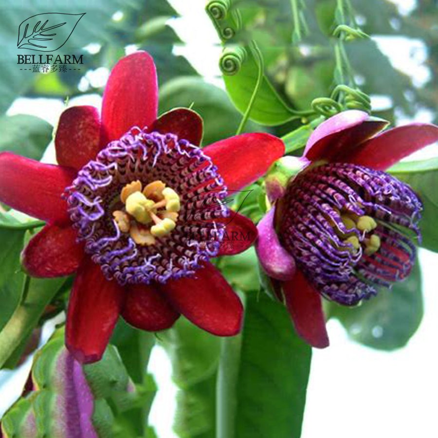 Eddy-Endah Store Mixed 9 Types of Passiflora Flowers Big Hanging Bonsai Flower Seeds 20pcs Interes