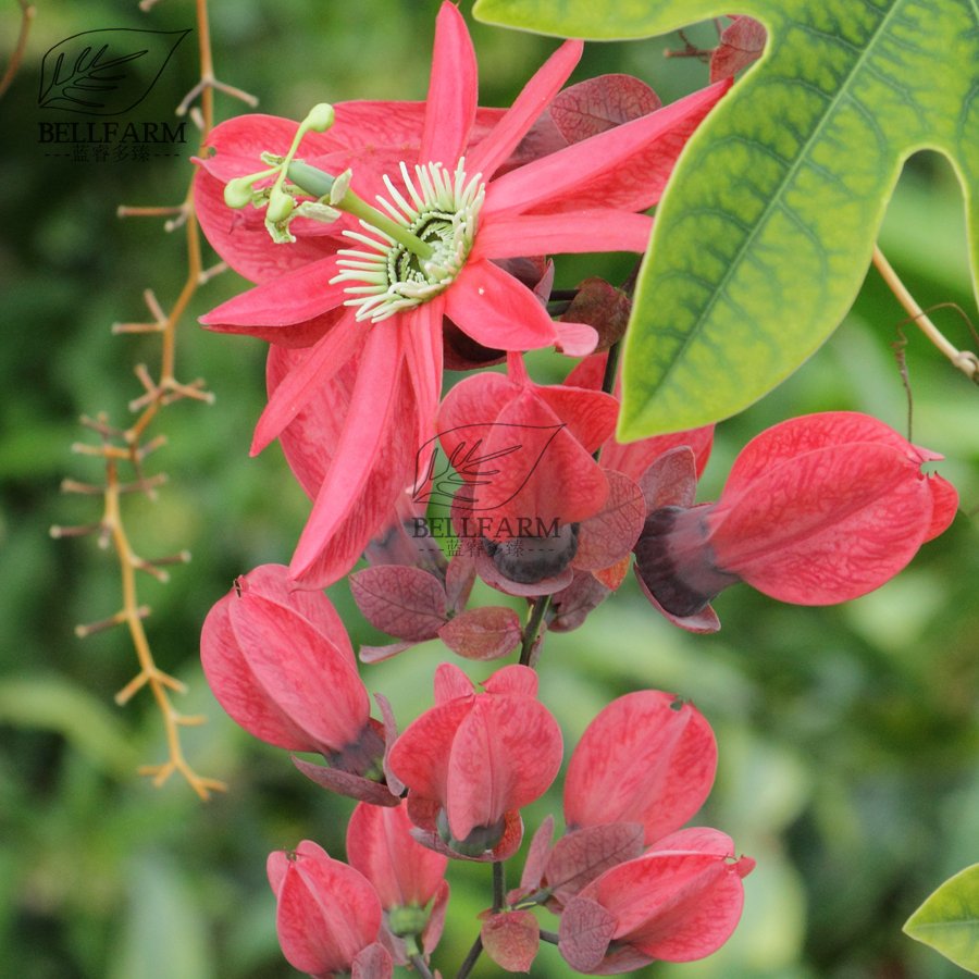 Eddy-Endah Store Mixed 9 Types of Passiflora Flowers Big Hanging Bonsai Flower Seeds 20pcs Interes