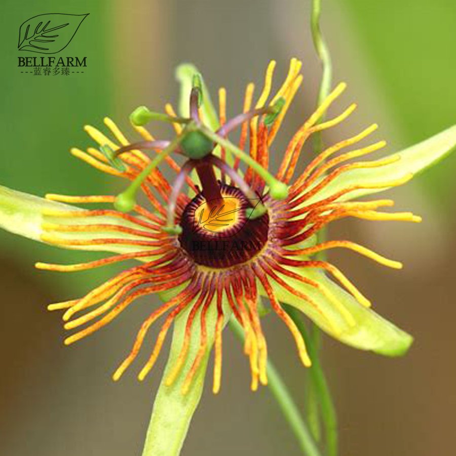 Eddy-Endah Store Mixed 9 Types of Passiflora Flowers Big Hanging Bonsai Flower Seeds 20pcs Interes