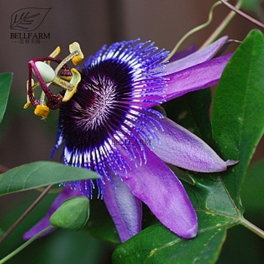 Eddy-Endah Store Mixed 9 Types of Passiflora Flowers Big Hanging Bonsai Flower Seeds 20pcs Interes
