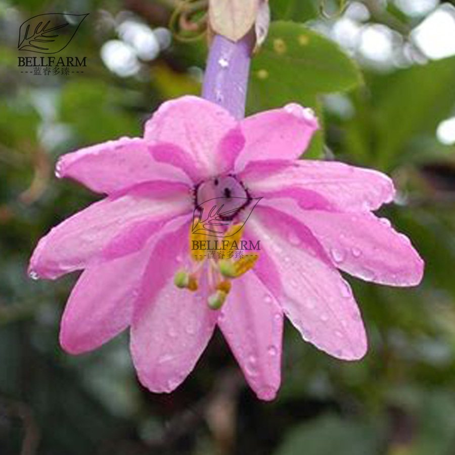 Eddy-Endah Store Mixed 9 Types of Passiflora Flowers Big Hanging Bonsai Flower Seeds 20pcs Interes