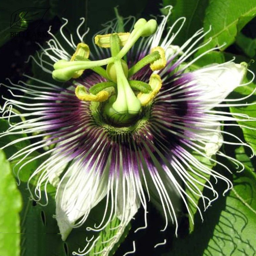 Eddy-Endah Store Mixed 9 Types of Passiflora Flowers Big Hanging Bonsai Flower Seeds 20pcs Interes