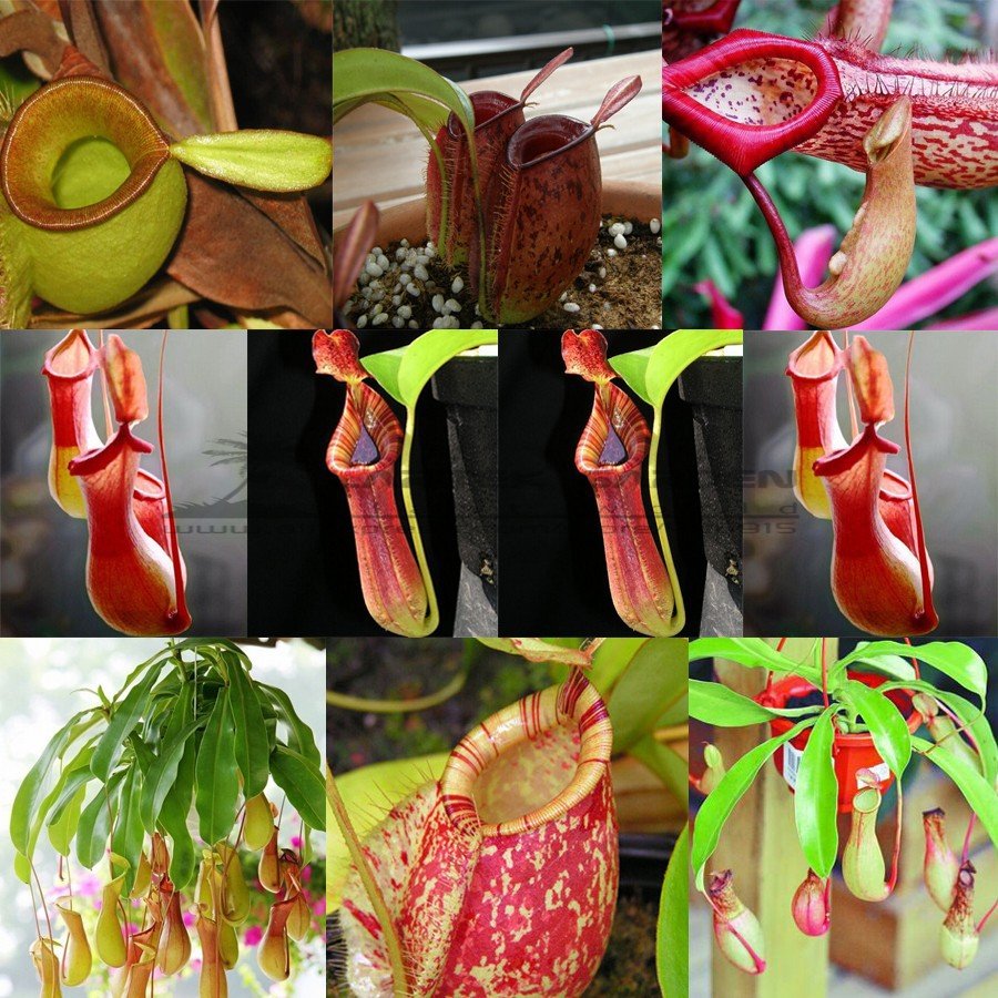 Eddy-Endah Store 5 pcs Bonsai Nepenthes Seeds, Eat Mosquito Pitcher Plants, Interesting Succulent