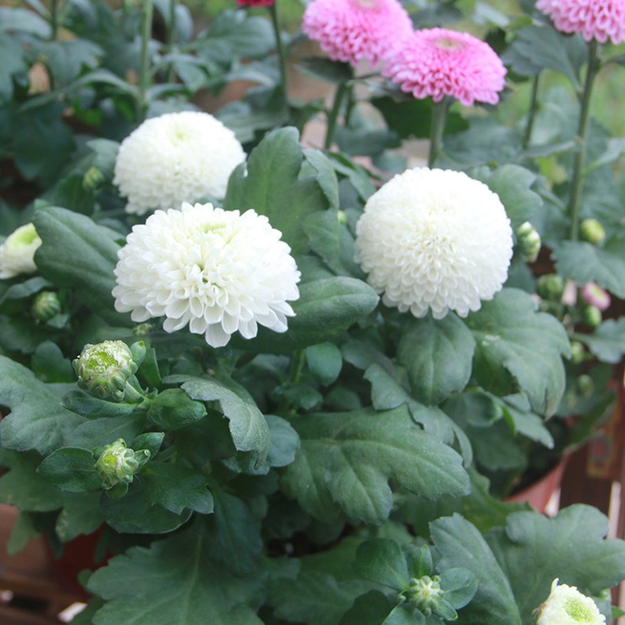 Eddy-Endah Store 150+ Bellis perennis Flowers Seeds Green Pink White Yellow Dark Red Daisy Flowers
