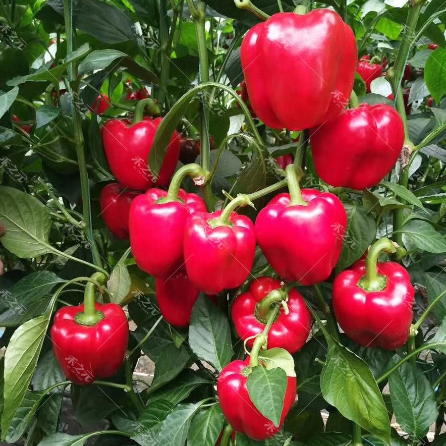 Eddy-Endah Store Giant Sweet Pepper Seeds 200PCS Rose Red Black Yellow White Capsicum Vegetables H