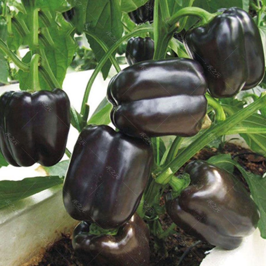Eddy-Endah Store Giant Sweet Pepper Seeds 200PCS Rose Red Black Yellow White Capsicum Vegetables H