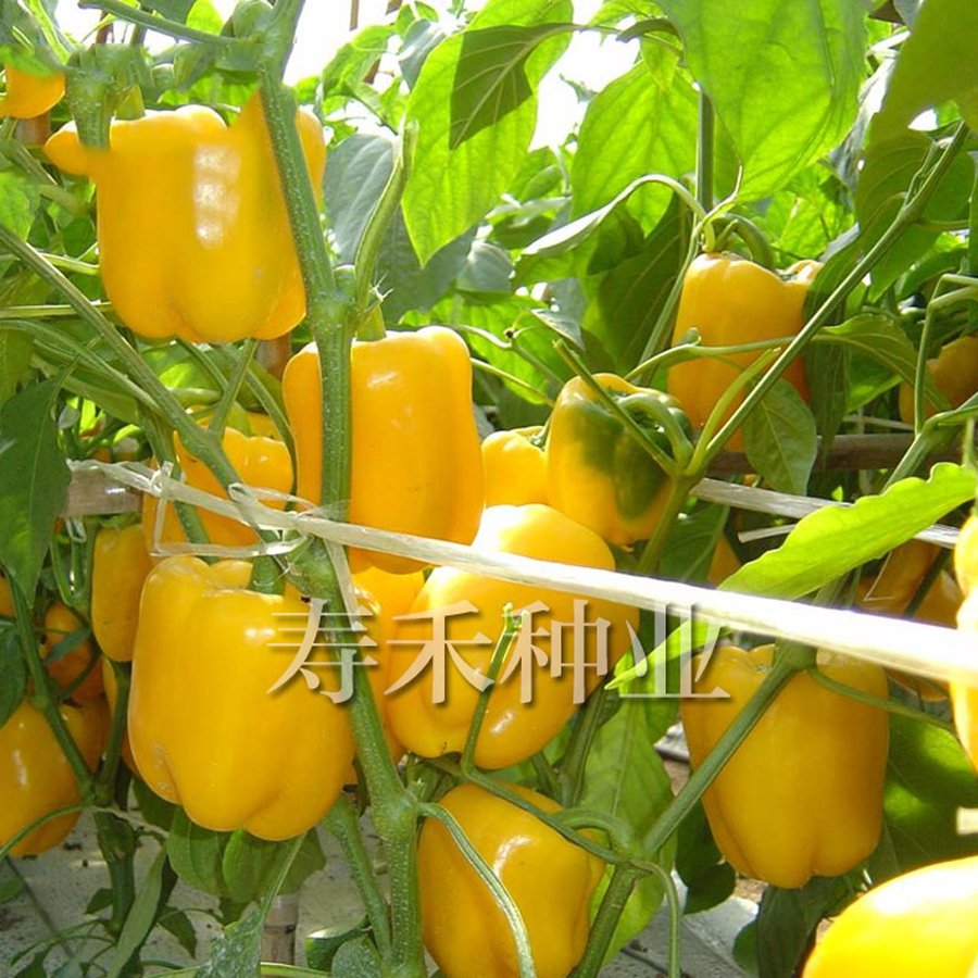 Eddy-Endah Store Giant Sweet Pepper Seeds 200PCS Rose Red Black Yellow White Capsicum Vegetables H
