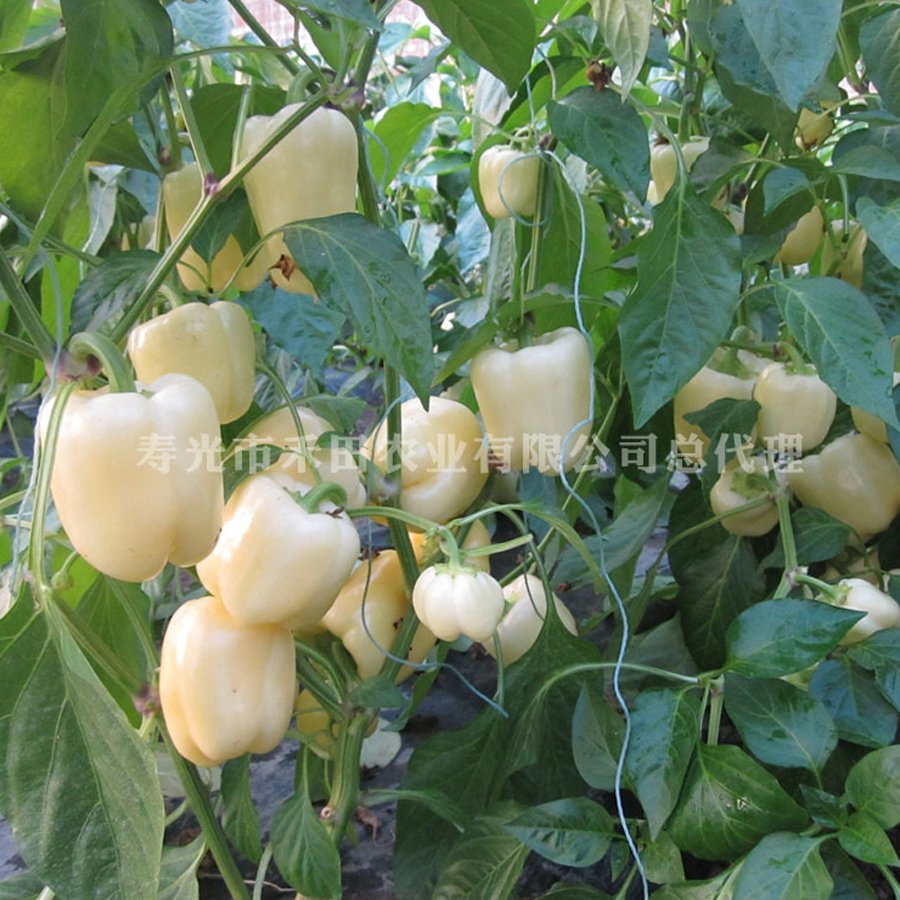Eddy-Endah Store Giant Sweet Pepper Seeds 200PCS Rose Red Black Yellow White Capsicum Vegetables H