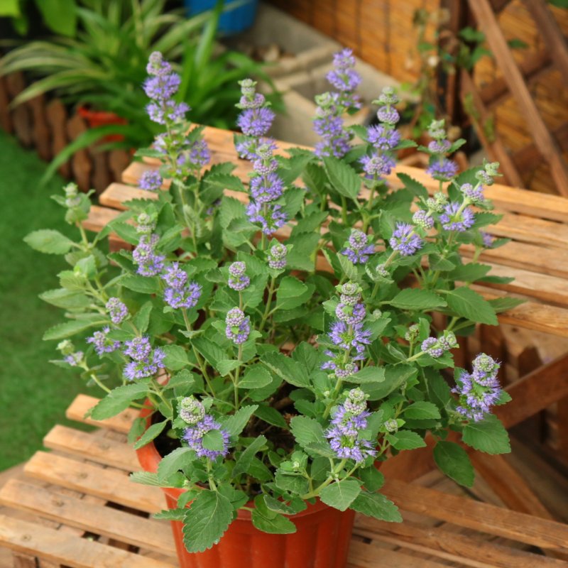 Eddy-Endah Store Agastache Rugosa 100PCS Seeds Korean Indian Mint Blue Licorice Purple Giant Hysso