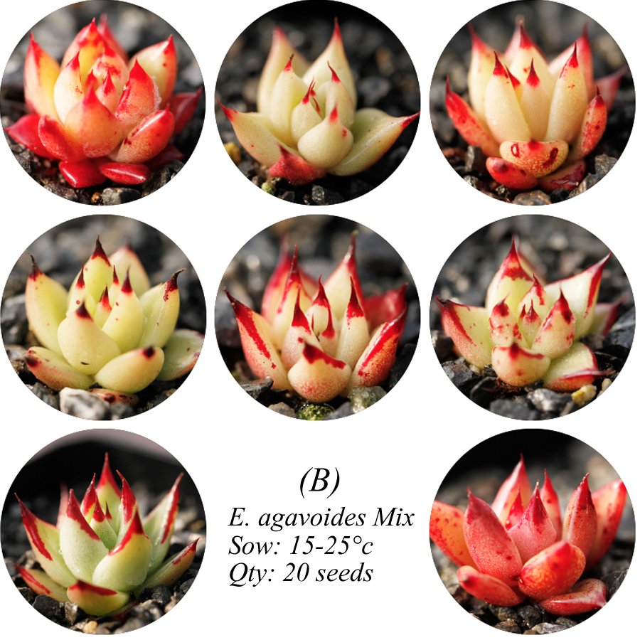 Eddy-Endah Store Echeveria Agavoides Seeds, E. agavoides Ebony Salitrera / Ebonyi / V La Virgin / V