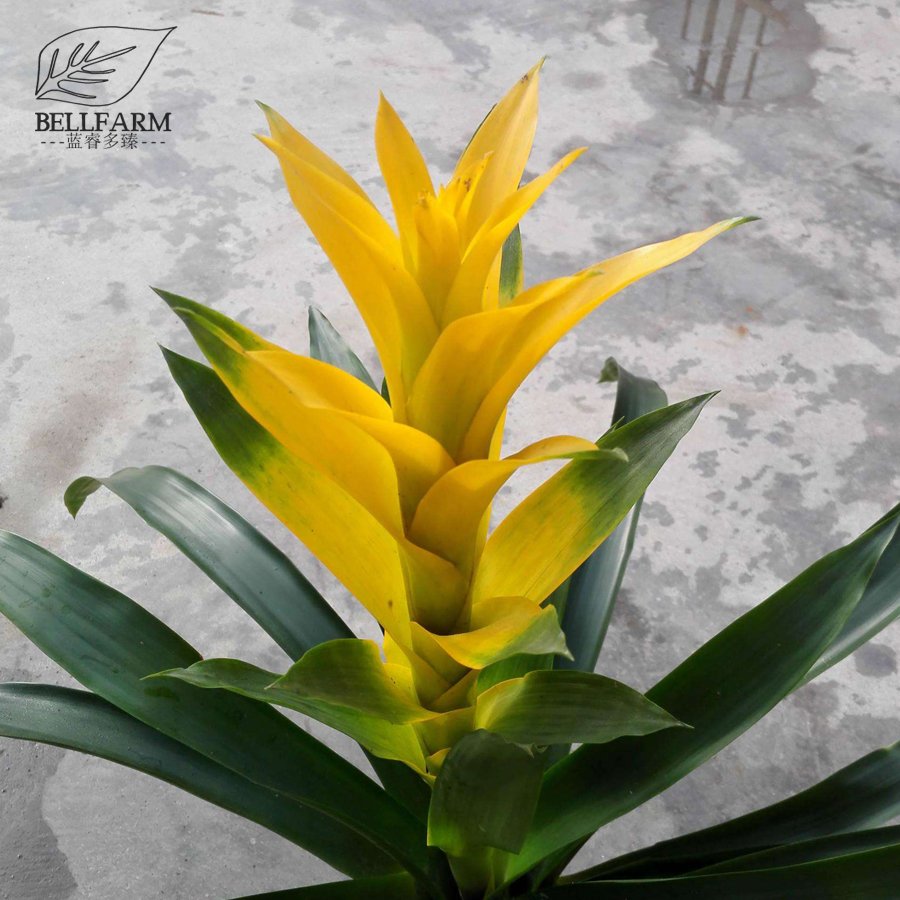 Eddy-Endah Store Pineapple Seeds Yellow Ornamental Leaves Bromeliad Plant Seeds 20+