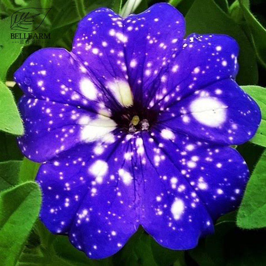 Eddy-Endah Store 200PCS Starry Sky Petunia Seeds