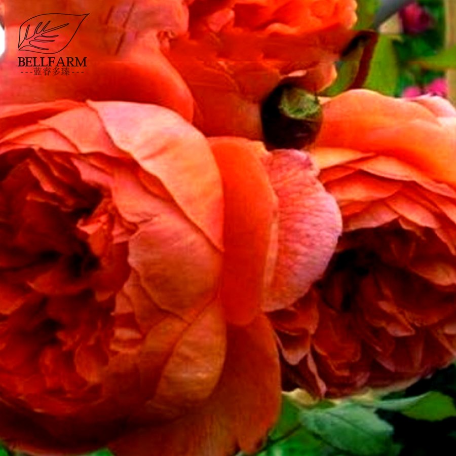 Eddy-Endah Store 10PCS Hybrid F1 Peony Seeds Orange Red & Purple Blue Double Big Blooms Flowers T1