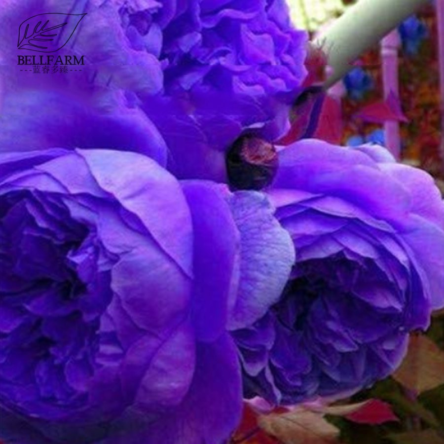 Eddy-Endah Store 10PCS Hybrid F1 Peony Seeds Orange Red & Purple Blue Double Big Blooms Flowers T2
