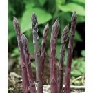 TM F1 Purple Passion Asparagus 10 seeds