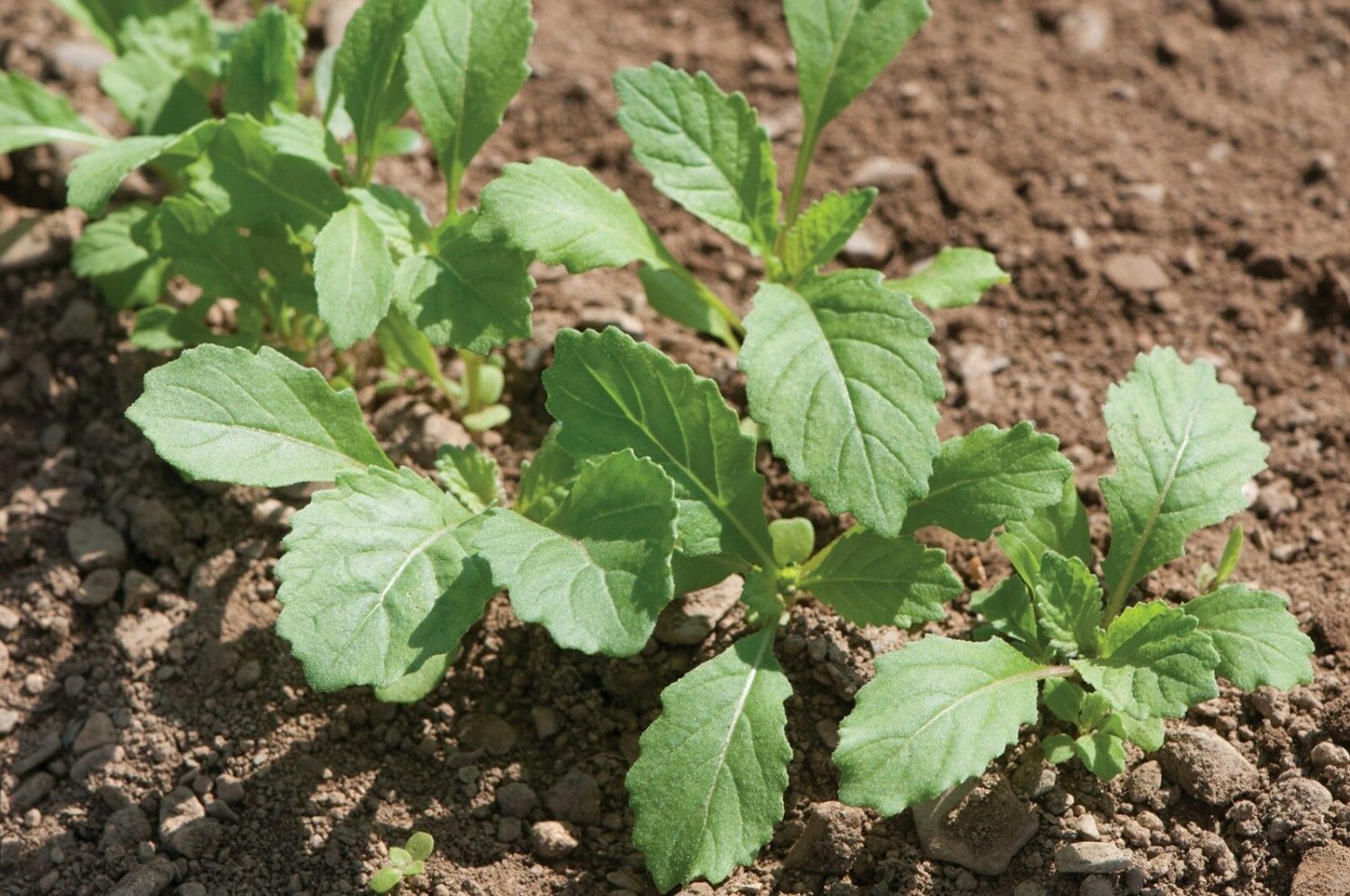 TM Wasabi Arugula 250seeds ORGANIC