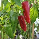 TM NEW SALE! Sweet Marconi Rosso Pepper 500 Seeds