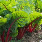 TM NEW SALE! Ruby Red Swiss Chard 625 Seeds