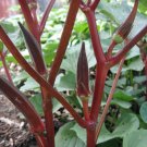 TM NEW SALE! Red Burgundy Okra 50 Seeds