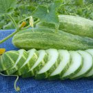 TM NEW SALE! Straight Eight Cucumber 1000 Seeds