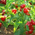 TM NEW SALE! Red Cherry Hot Pepper 500 Seeds
