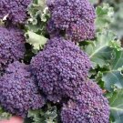 TM NEW SALE! Purple Sprouting Broccoli 2250 Seeds