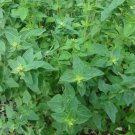 TM NEW SALE! Greek Oregano Winter marjoram Herb 4000 seeds