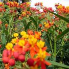 TM NEW SALE!Butterfly-Tropical Milkweed (Asclepias Curassavica)- 100 Seeds