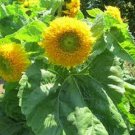 Sunflower Teddy Bear Dwarf Sungold  Seeds