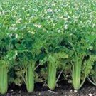 Celery Utah Tall 25+ Seeds