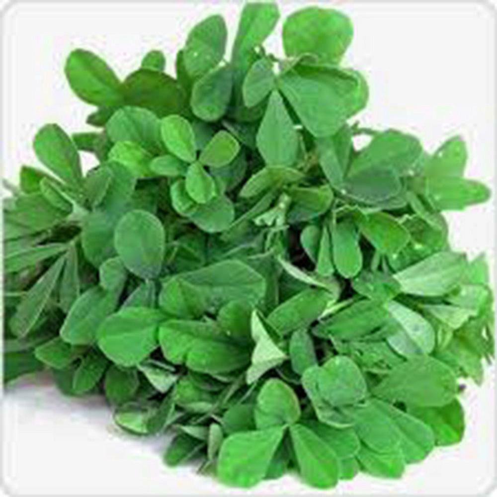 Fenugreek Herb 20 Seeds