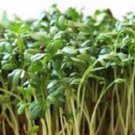 Curled Cress 25+ Seeds