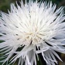 Bachelor Button, Tall White 50 seeds
