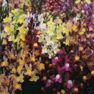 TM Snapdragon Baby Toadflax Mix 200 seeds