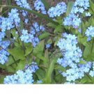 TM NEW Forget Me Not Chinese Blue Cynoglossum Amabile 500 Seeds