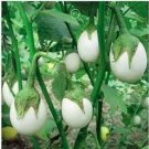 NEW SALE Ornamental Eggplant Solanum Melongena Golden Eggs 50 Seeds