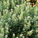 NEW SALE Mignonette Ameliorata Reseda Odorata 100 seeds