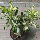 2 Seeds 100% True Thailand Rare grafted Desert Rose Variegated Leaves Siam Potted Home Garden Flower