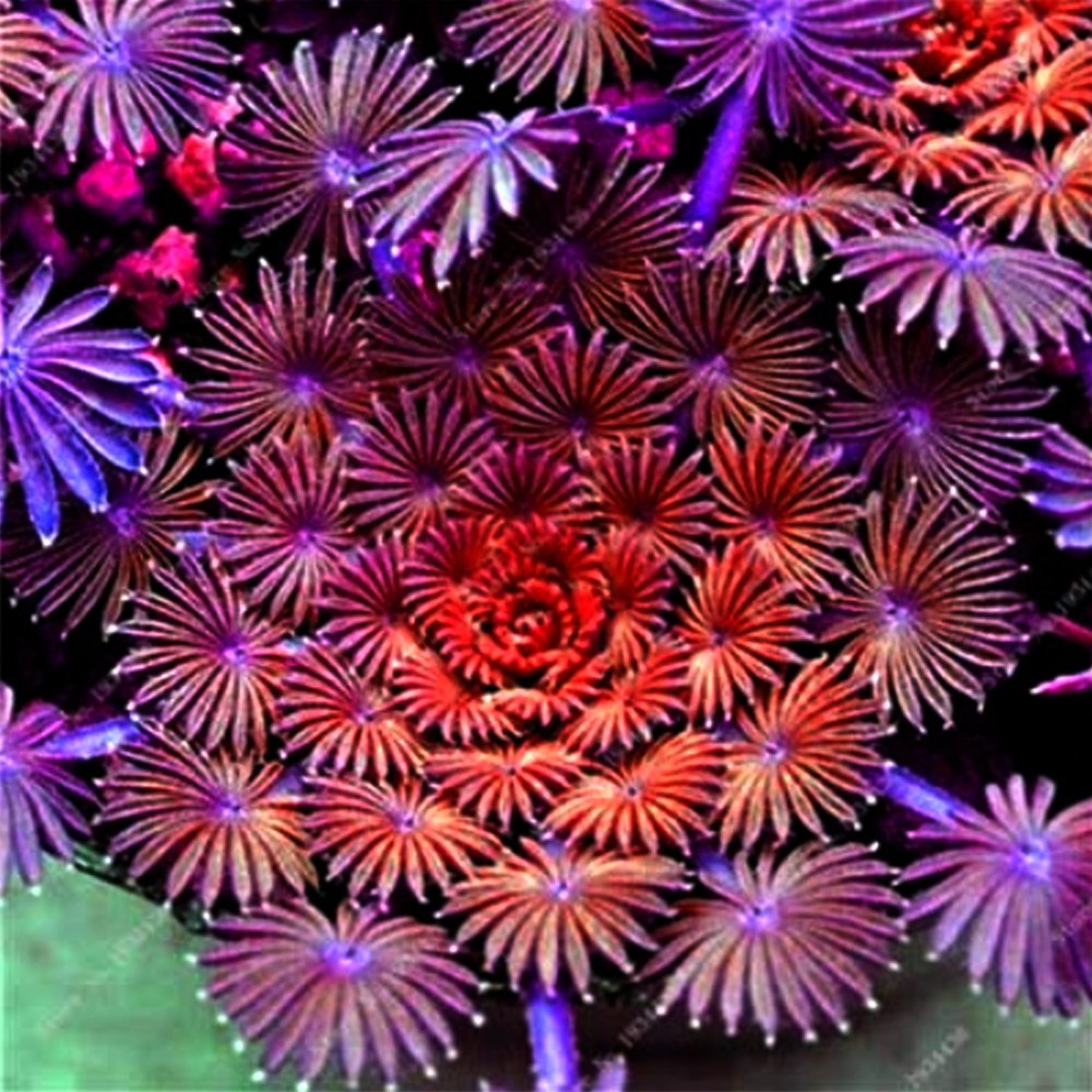 200 pcs Bonsai Oxalis versicolor Flowers Bonsai Flower Seeds, Rare in